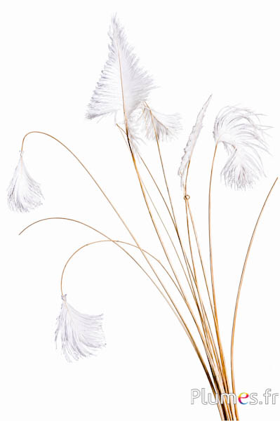 Struzzo calamo con ciuffo - 30-40 cm - bianco-crema